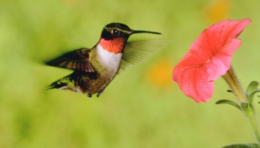 Hummingbirds That Are Common in the State of Ohio Sciencing