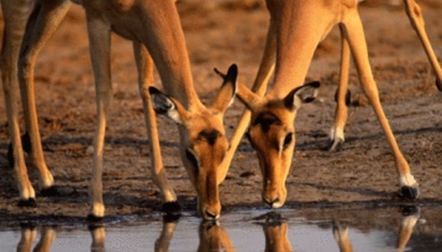 Photo Credit: Jupiterimages/Photos.com/Getty Images Savanna animals rely on water sources that may be threatened by overgrazing.