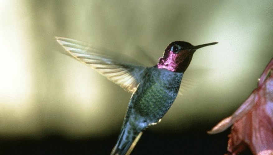Photo Credit: NA/Photos.com/Getty Images Anna's hummingbird is common in Santa Monica's open woods and chaparral habitats.