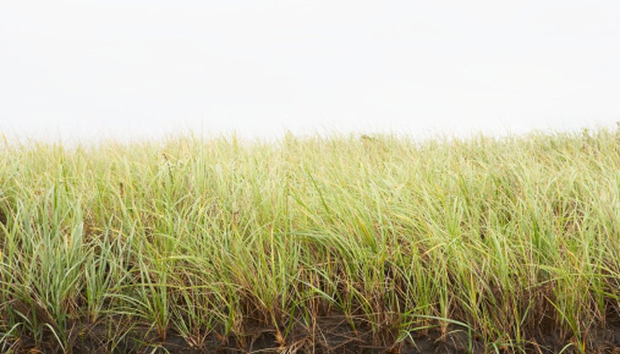 Photo Credit: Ryan McVay/Digital Vision/Getty Images Protecting a prairie may mean active maintenance with prescribed burns and invasive-plant removal.