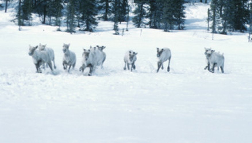 Photo Credit: Hemera Technologies/Photos.com/Getty Images Coniferous forests, cold winters and herds of reindeer typify taiga regions.