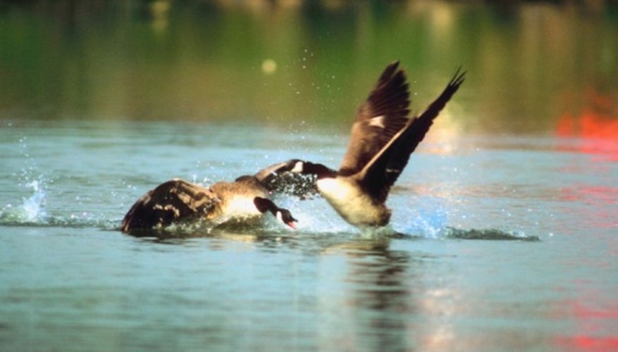 Photo Credit: Jupiterimages/Photos.com/Getty Images Males will fight over a female.