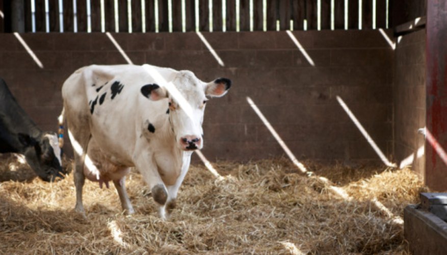 Photo Credit: BananaStock/BananaStock/Getty Images Animals with straw beds are susceptible to straw itch mites.