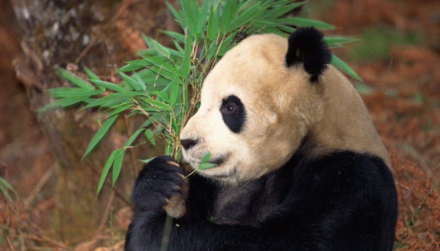 Many zoos across the world are working to increase panda populations.