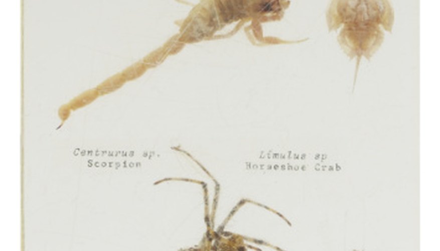 Photo Credit: Hemera Technologies/PhotoObjects.net/Getty Images Like spiders, scorpions have eight legs and are members of the class Arachnida.