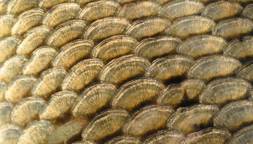 Photo Credit: John Foxx/Stockbyte/Getty Images A fish's scales hold the secret to an aquatic creature's age.