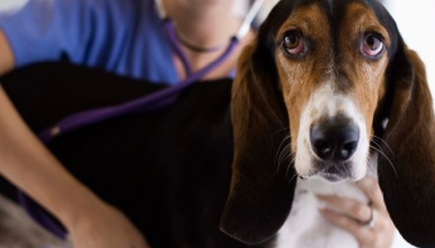 Veterinarians work with all different types of animals, both large and small.