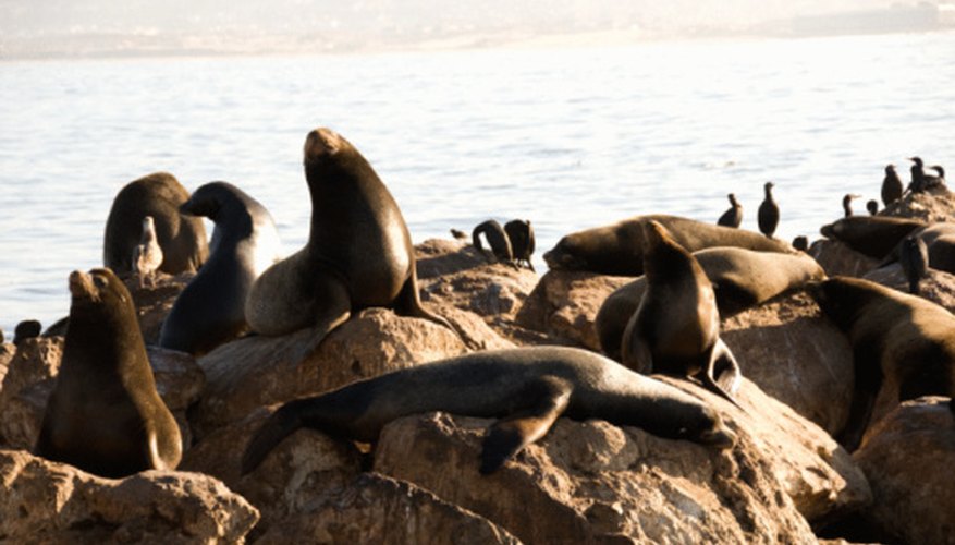 Photo Credit: Jupiterimages/Photos.com/Getty Images Sea lions frequent the California coasts every year.
