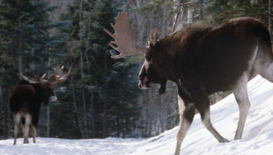 Photo Credit: Photos.com/Photos.com/Getty Images Moose are among the largest primary consumers in a northern coniferous forest.