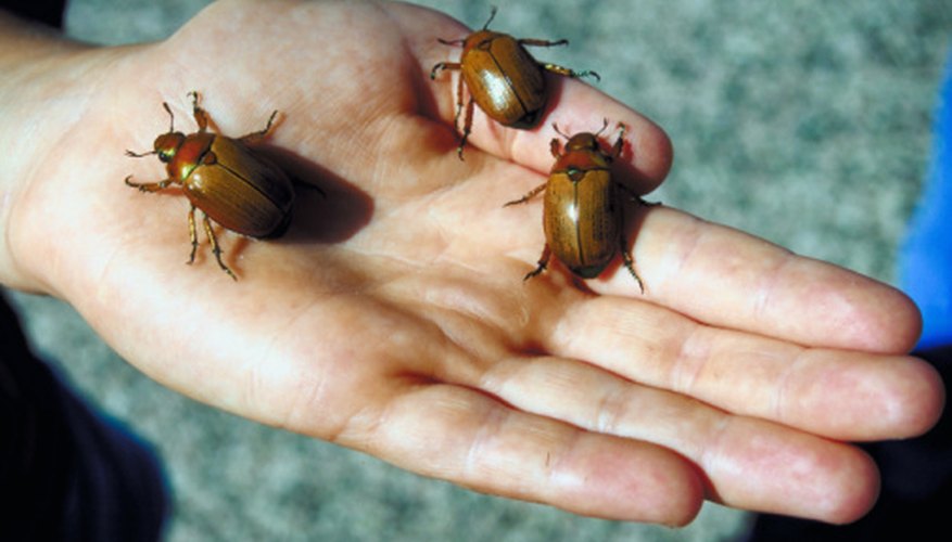 How To Identify Beetles In Ontario Canada Sciencing