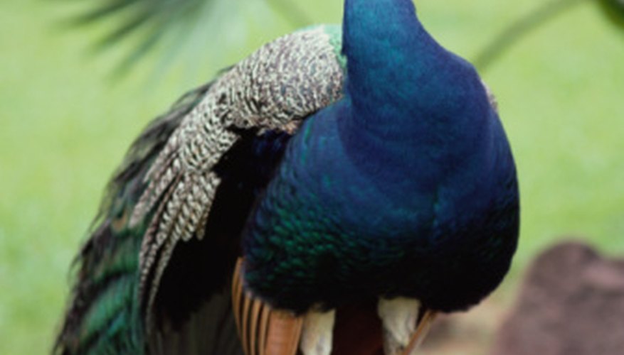 Photo Credit: Jupiterimages/Photos.com/Getty Images The male peafowl is referred to as a peacock.
