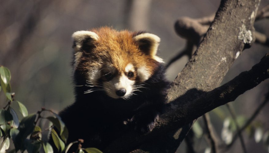 What Are the Red Panda's Adaptations? | Sciencing