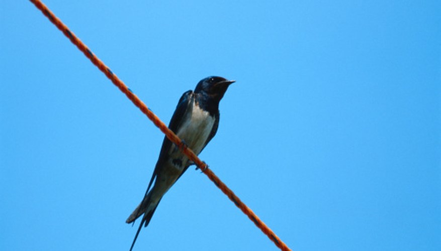 Photo Credit: David De Lossy/Photodisc/Getty Images Swallows have a wide range of predators, although they are difficult to catch.