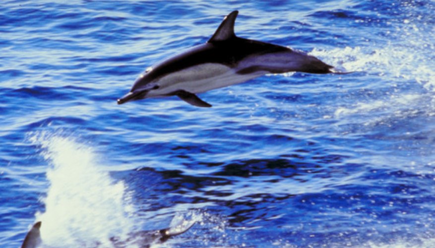 Photo Credit: Jupiterimages/Photos.com/Getty Images Dolphins care common inhabitants of the epipelagic zone since fish, their primary food, is abundant.