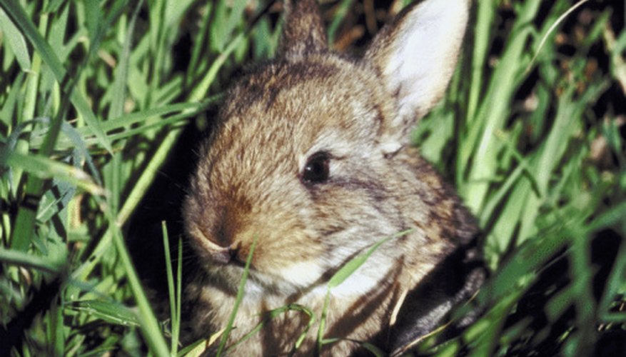 Baby bunnies in my backyard