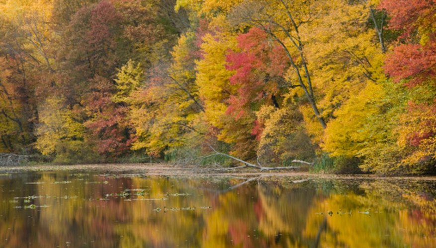 Photo Credit: Comstock Images/Comstock/Getty Images Teaching children about ecosystems and nature helps build respect for the world around them.