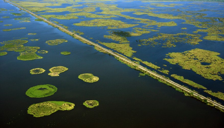 Photo Credit: Thinkstock/Comstock/Getty Images Swamplands on the Mississippi River are examples of freshwater ecosystems.