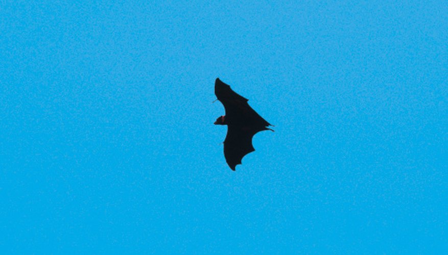 Photo Credit: John Foxx/Stockbyte/Getty Images Fourteen species of bats are found in North Georgia.