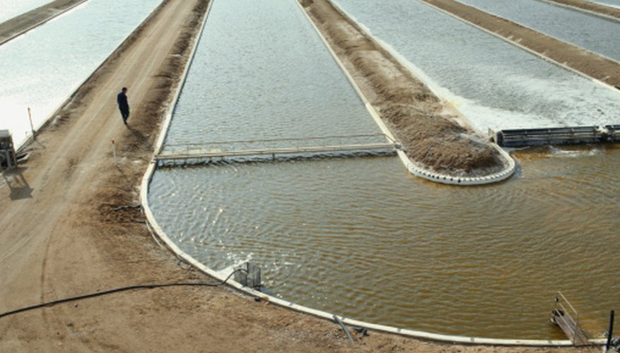 Photo Credit: Peter Ginter/Photodisc/Getty Images Algae play an important role in agriculture.