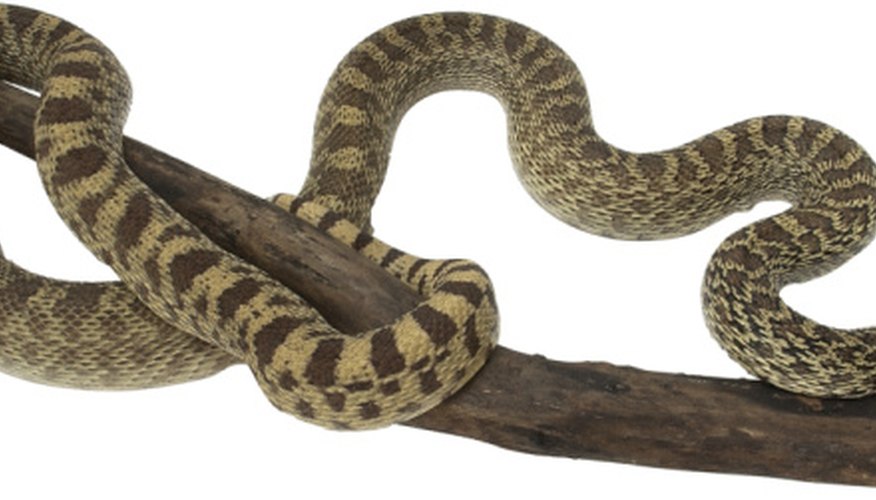 the-difference-between-gopher-snakes-rattlesnakes-sciencing