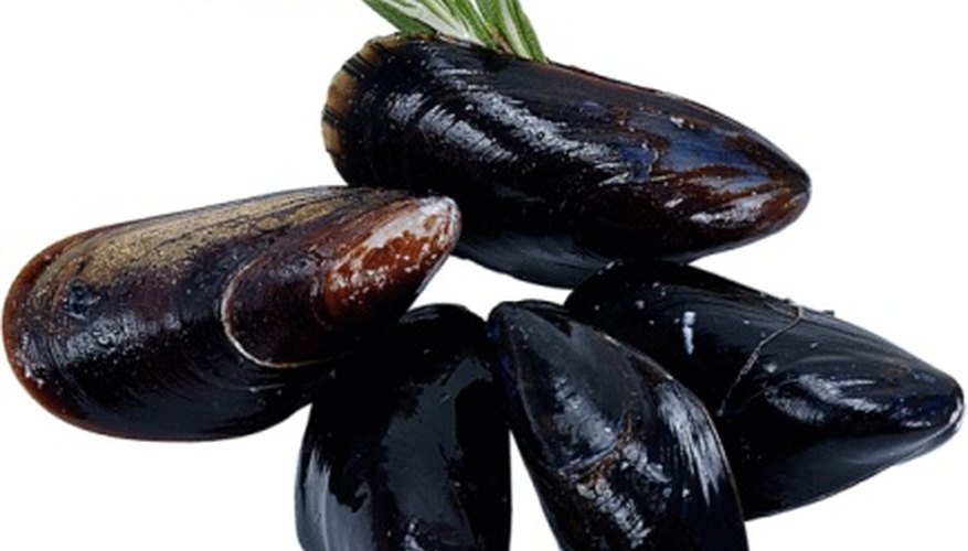 Photo Credit: Zedcor Wholly Owned/PhotoObjects.net/Getty Images The shells of many mussel species are a very dark blue.