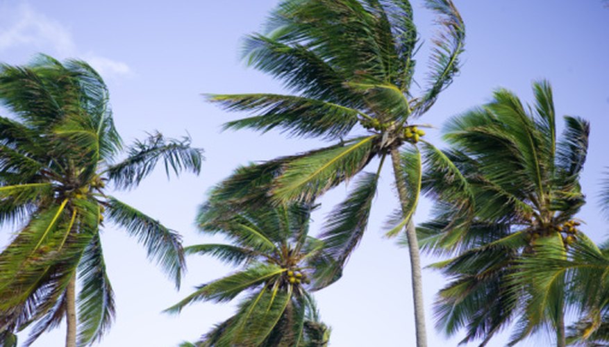 Photo Credit: Photos.com/Photos.com/Getty Images The sun's heat dictates the speed and direction of Earth's winds.
