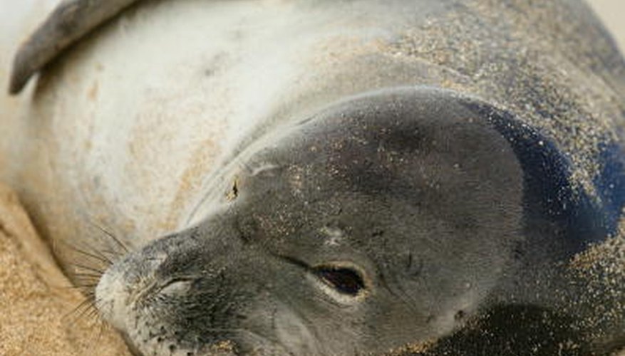 Photo Credit: Phil Mislinski/Getty Images News/Getty Images Scientists are struggling to understand why the population of Hawaiian monk seals has continued to decline.