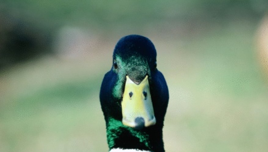 Mallard Duck Nesting Habits | Sciencing