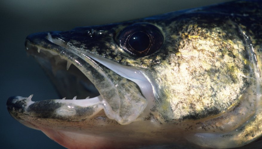 Photo Credit: Tom Brakefield/Stockbyte/Getty Images Determining the sex of a walleye takes a keen eye for detail and the right timing.