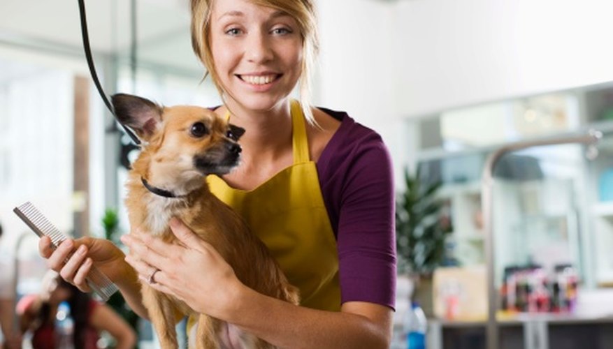 Los negocios de mascotas deben estar decorados pensando tanto en las personas como en los animales.