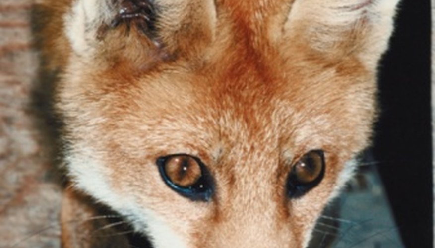 Photo Credit: Jupiterimages/Photos.com/Getty Images Foxes generally resemble dogs.