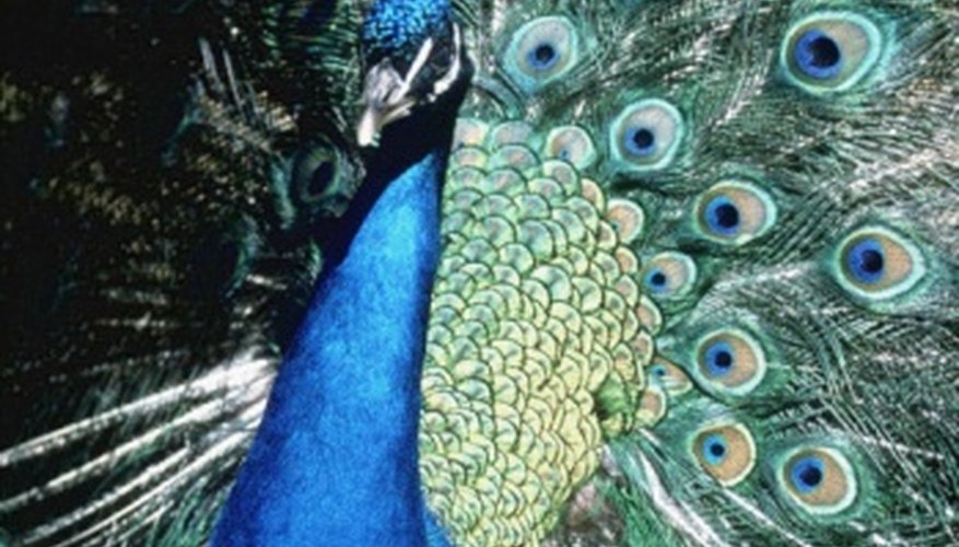 Photo Credit: Jupiterimages/Photos.com/Getty Images With its ornate tail feathers, peacocks are recognizable worldwide.