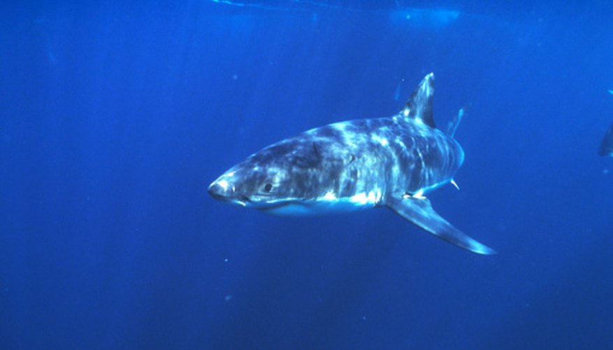 Photo Credit: Comstock Images/Comstock/Getty Images Great white sharks hunt many seal species.