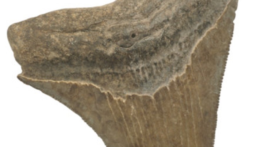 Photo Credit: Hemera Technologies/PhotoObjects.net/Getty Images You can find fossilized shark teeth in South Carolina.