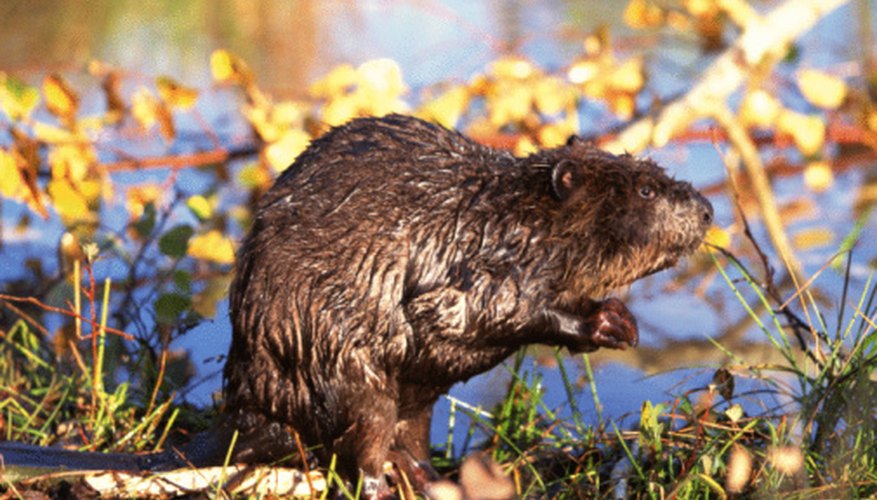 Photo Credit: Jupiterimages/Photos.com/Getty Images Beavers inhabit lakes and rivers throughout Ohio.
