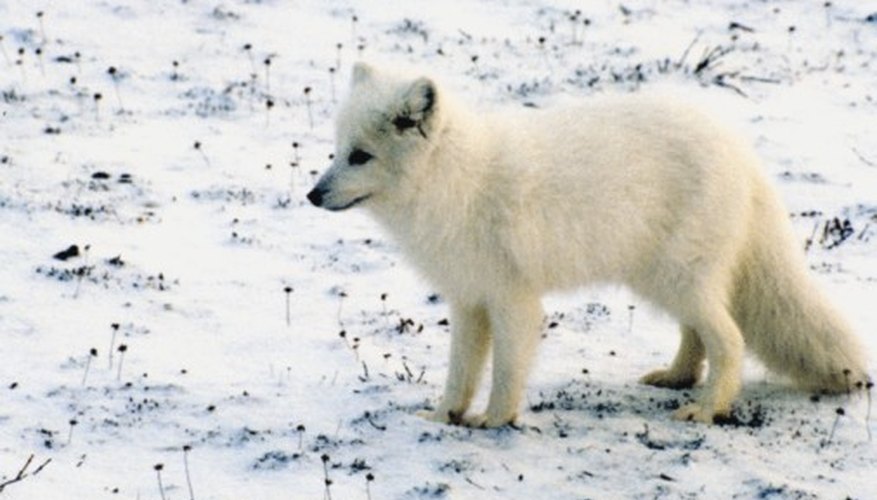 Animals that Inhabit the Polar Tundra Sciencing