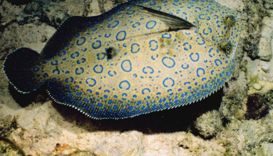 Photo Credit: Jupiterimages/Photos.com/Getty Images Seventy-five percent of flatfish lie on their left side.