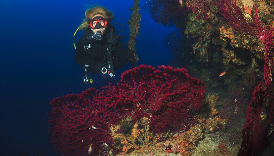 Photo Credit: ultramarinfoto/E+/GettyImages The Major Biotic & Abiotic Components of the Ecosystem of the Great Barrier Reef