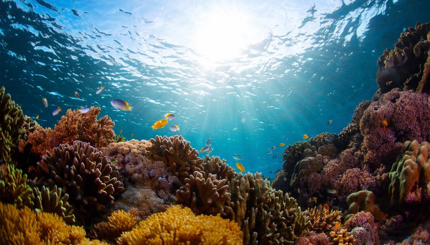 What Are the Five Biotic Factors of an Aquatic Ecosystem? | Sciencing