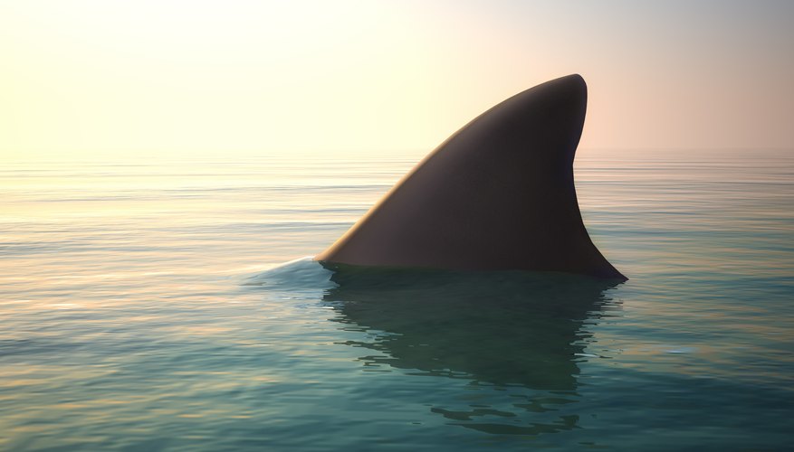 Behavioral Adaptations for Sharks | Sciencing