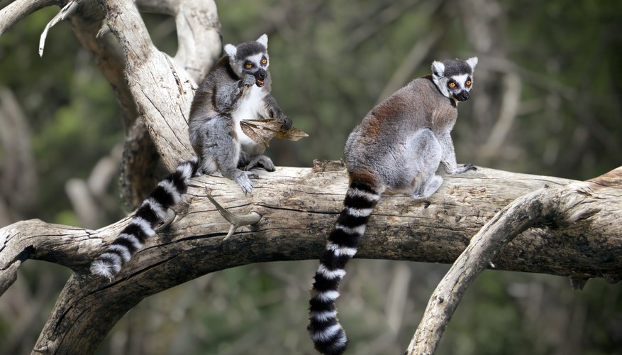 Photo Credit: barbaraaaa/iStock/GettyImages Over 1 million species are at risk of extinction, thanks to climate change.