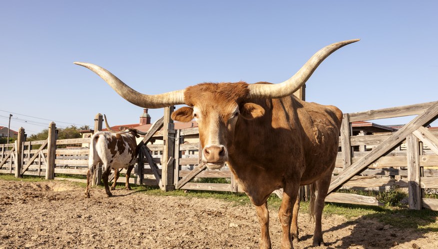How to Raise Texas Longhorn Cattle for Beef
