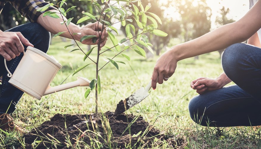 How To Hold A Ceremony To Plant A Tree The Classroom 