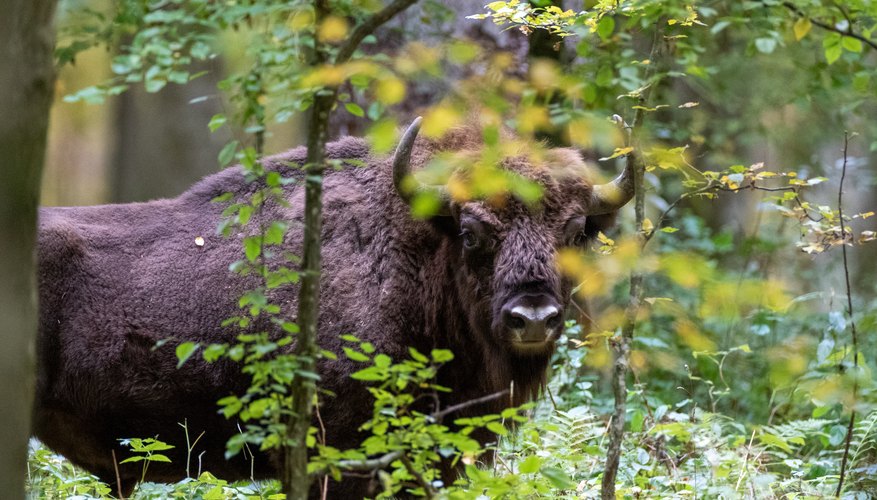 Differences Between Bison & Cattle