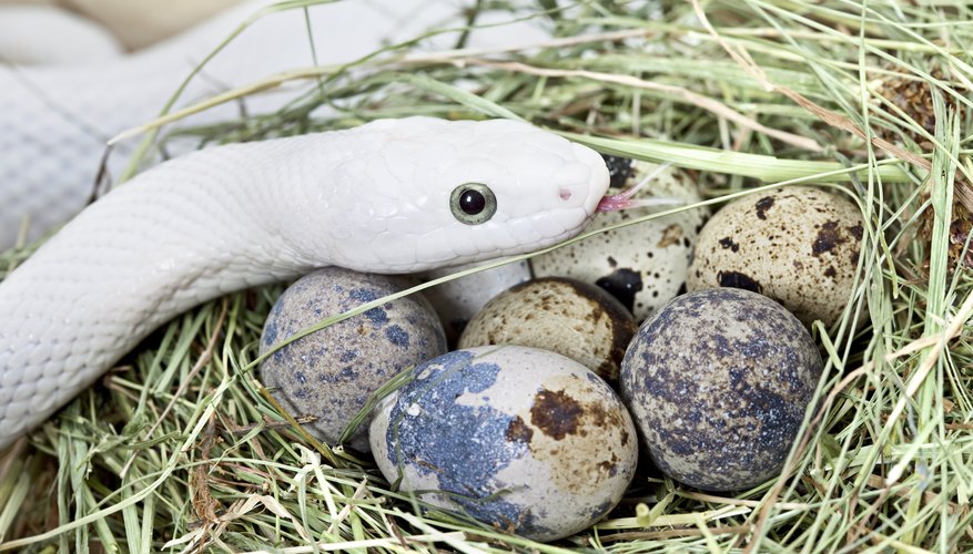 How to Identify Snake Eggs Sciencing