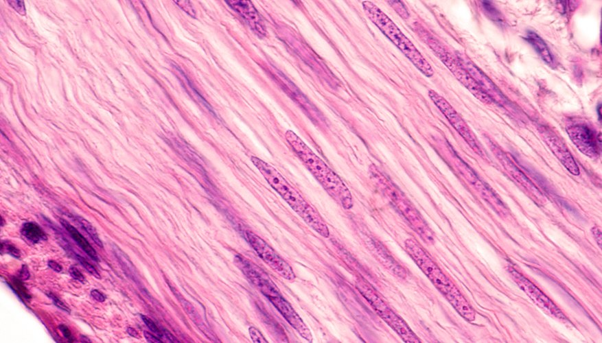 the-structure-function-of-muscle-cells-sciencing