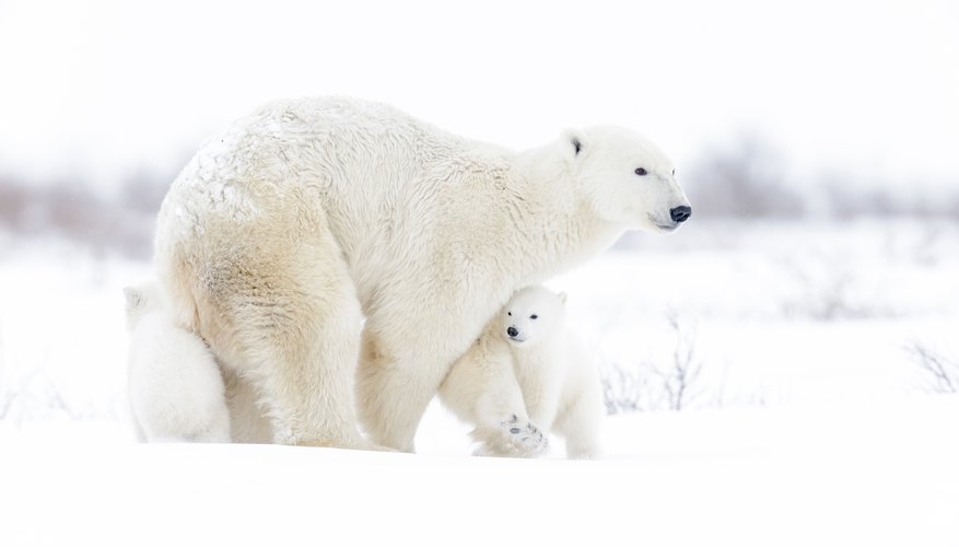 How Do Plants & Animals Survive in the Arctic Tundra