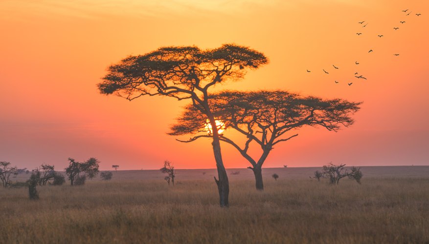 Characteristics Of The Grassland Sciencing