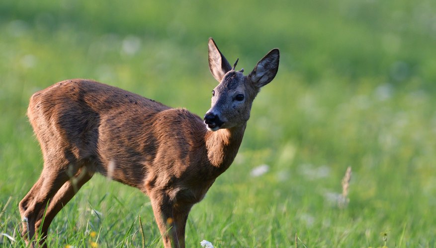 how-to-can-venison-using-cold-pack-method-gone-outdoors-your