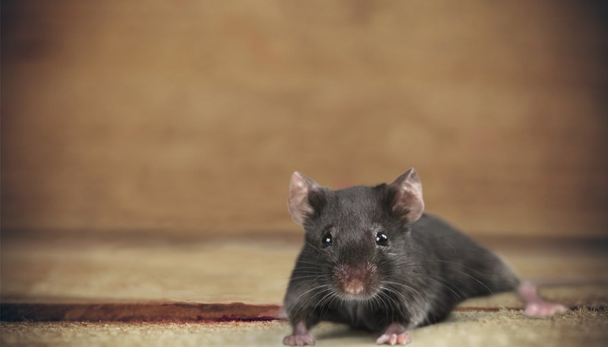 How To Get Rid Of Mice With Ammonia